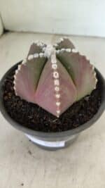 ASTROPHYTUM MYRIOSTIGMA Nº 1062 – vaso 15 - Imagem 7
