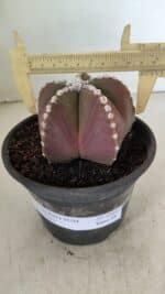 ASTROPHYTUM MYRIOSTIGMA Nº 1062 – vaso 15 - Imagem 4