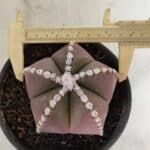 ASTROPHYTUM MYRIOSTIGMA  Nº 1062 – vaso 15