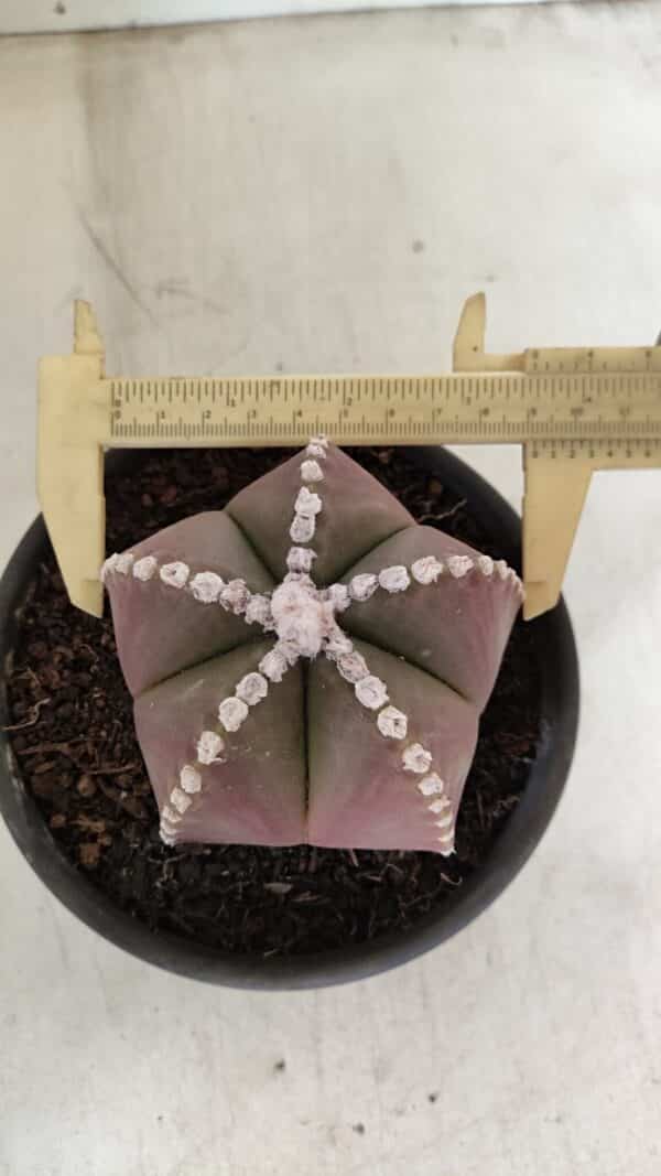 ASTROPHYTUM MYRIOSTIGMA  Nº 1062 – vaso 15 - Imagem 1