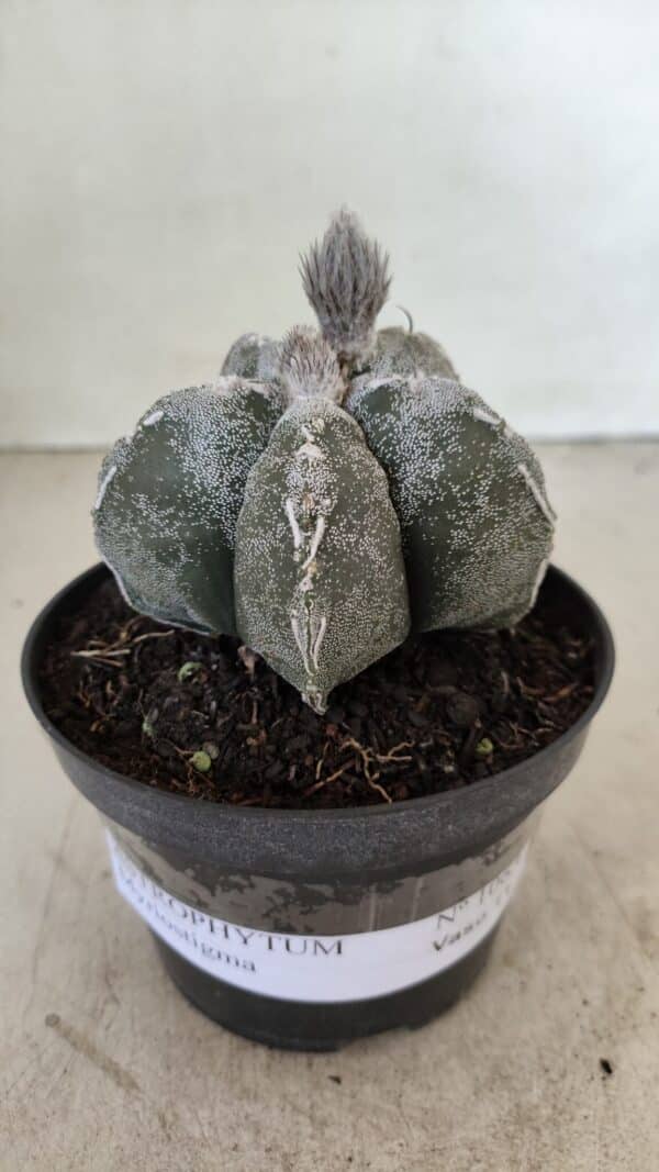 ASTROPHYTUM MYRIOSTIGMA  Nº 1063 – vaso 11 - Imagem 2