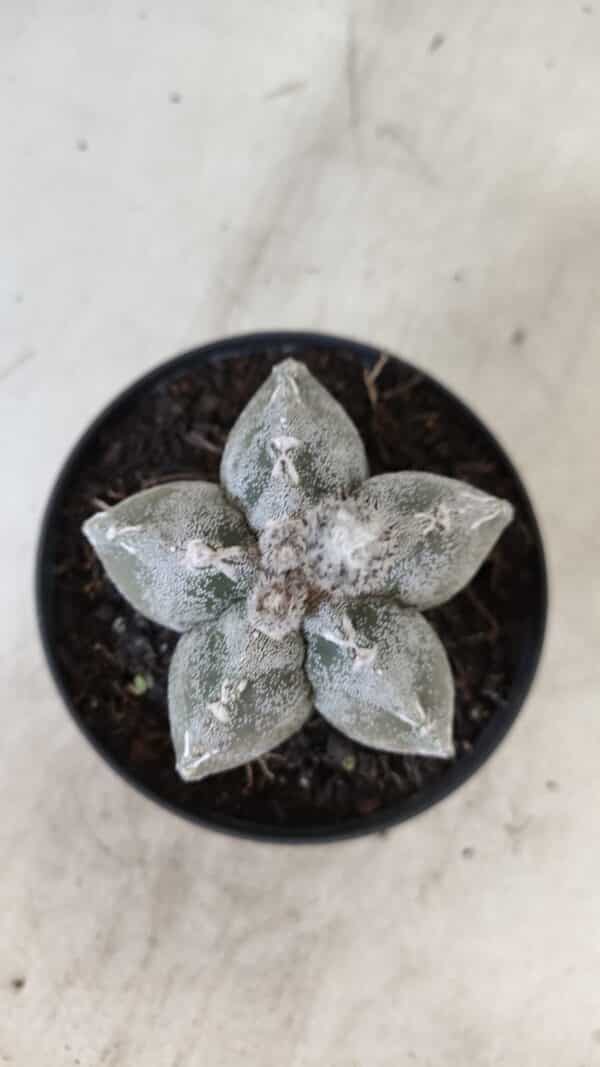 ASTROPHYTUM MYRIOSTIGMA  Nº 1063 – vaso 11 - Imagem 3