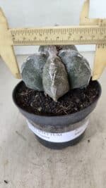 ASTROPHYTUM MYRIOSTIGMA  Nº 1063 – vaso 11 - Imagem 4
