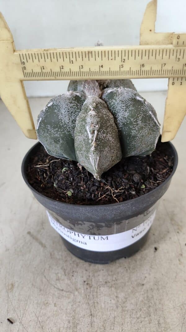 ASTROPHYTUM MYRIOSTIGMA  Nº 1063 – vaso 11 - Imagem 4