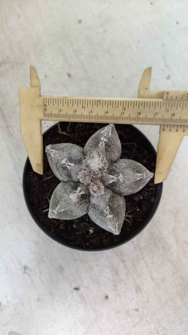 ASTROPHYTUM MYRIOSTIGMA  Nº 1063 – vaso 11 - Imagem 1