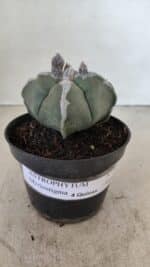 ASTROPHYTUM MYRIOSTIGMA "4 QUINAS" Nº 1062 – vaso 11 - Imagem 2