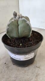 ASTROPHYTUM MYRIOSTIGMA "4 QUINAS" Nº 1062 – vaso 11 - Imagem 10