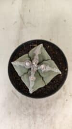 ASTROPHYTUM MYRIOSTIGMA "4 QUINAS" Nº 1062 – vaso 11 - Imagem 9