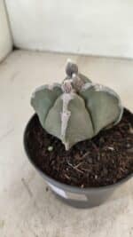 ASTROPHYTUM MYRIOSTIGMA "4 QUINAS" Nº 1062 – vaso 11 - Imagem 8