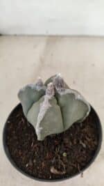 ASTROPHYTUM MYRIOSTIGMA "4 QUINAS" Nº 1062 – vaso 11 - Imagem 7