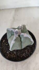 ASTROPHYTUM MYRIOSTIGMA "4 QUINAS" Nº 1062 – vaso 11 - Imagem 6