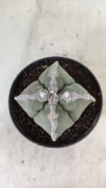 ASTROPHYTUM MYRIOSTIGMA "4 QUINAS" Nº 1062 – vaso 11 - Imagem 3