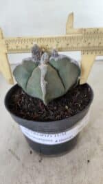 ASTROPHYTUM MYRIOSTIGMA "4 QUINAS" Nº 1062 – vaso 11 - Imagem 4