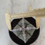 ASTROPHYTUM MYRIOSTIGMA "4 QUINAS"  Nº 1062 – vaso 11