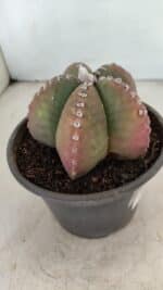 ASTROPHYTUM MYRIOSTIGMA Nº 885 – vaso 15 - Imagem 6