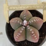 ASTROPHYTUM MYRIOSTIGMA Nº 885 – vaso 15