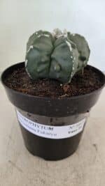 ASTROPHYTUM MYRIOSTIGMA "Fukuryu" Nº 1057 – vaso 15 - Imagem 2