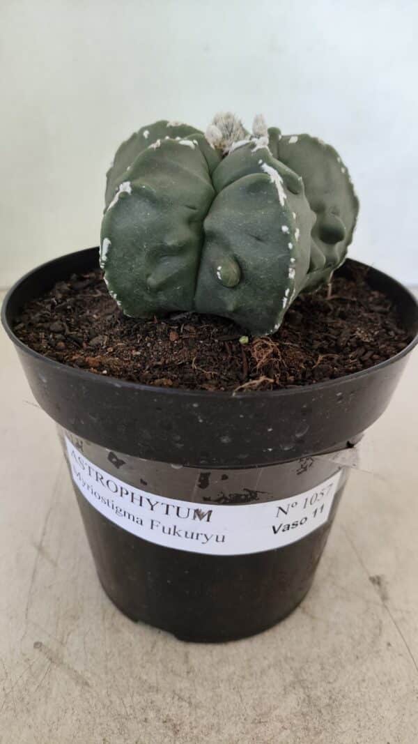 ASTROPHYTUM MYRIOSTIGMA "Fukuryu"  Nº 1057 – vaso 15 - Imagem 2