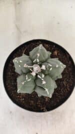 ASTROPHYTUM MYRIOSTIGMA "Fukuryu" Nº 1057 – vaso 15 - Imagem 3
