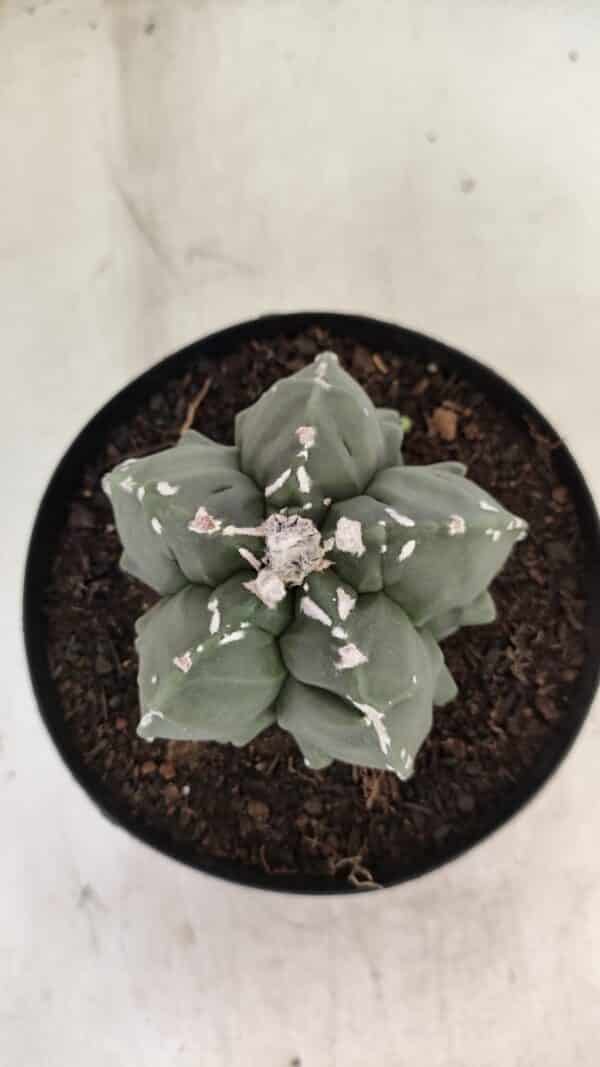 ASTROPHYTUM MYRIOSTIGMA "Fukuryu"  Nº 1057 – vaso 15 - Imagem 3