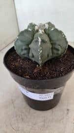 ASTROPHYTUM MYRIOSTIGMA "Fukuryu" Nº 1057 – vaso 15 - Imagem 9