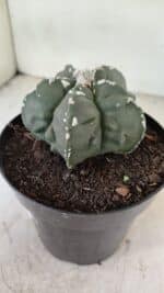 ASTROPHYTUM MYRIOSTIGMA "Fukuryu" Nº 1057 – vaso 15 - Imagem 6