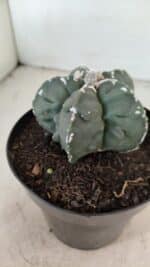 ASTROPHYTUM MYRIOSTIGMA "Fukuryu" Nº 1057 – vaso 15 - Imagem 8