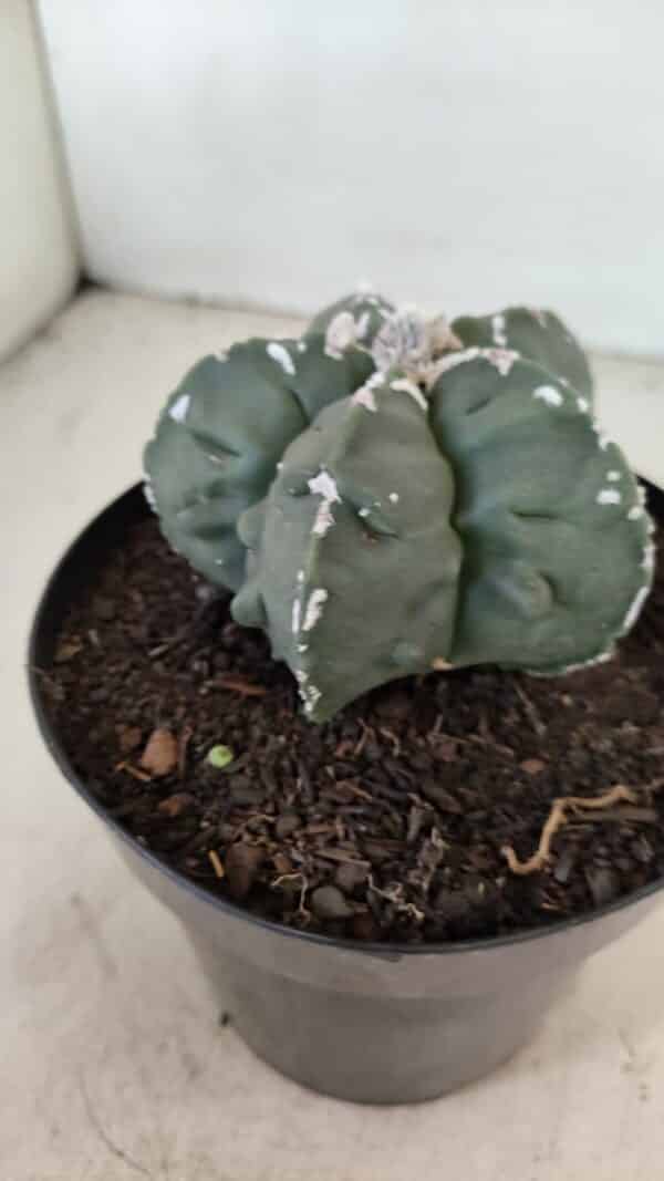 ASTROPHYTUM MYRIOSTIGMA "Fukuryu"  Nº 1057 – vaso 15 - Imagem 8