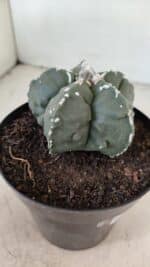 ASTROPHYTUM MYRIOSTIGMA "Fukuryu" Nº 1057 – vaso 15 - Imagem 7