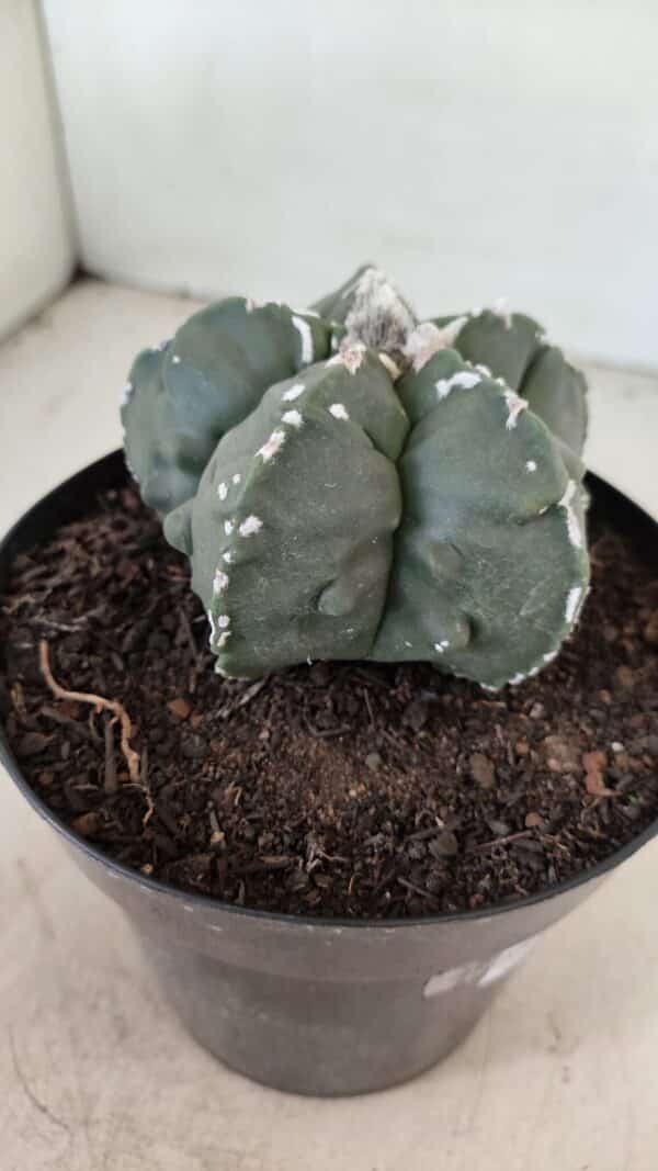 ASTROPHYTUM MYRIOSTIGMA "Fukuryu"  Nº 1057 – vaso 15 - Imagem 7