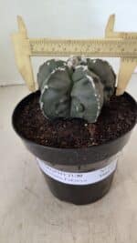 ASTROPHYTUM MYRIOSTIGMA "Fukuryu" Nº 1057 – vaso 15 - Imagem 4
