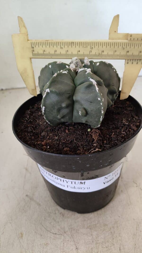 ASTROPHYTUM MYRIOSTIGMA "Fukuryu"  Nº 1057 – vaso 15 - Imagem 4