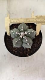 ASTROPHYTUM MYRIOSTIGMA "Fukuryu" Nº 1057 – vaso 15