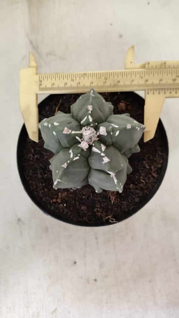 ASTROPHYTUM MYRIOSTIGMA "Fukuryu"  Nº 1057 – vaso 15 - Imagem 1