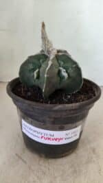 ASTROPHYTUM MYRIOSTIGMA "FUKURYU" Nº 1061 – vaso 15 - Imagem 2