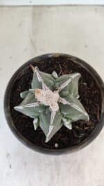 ASTROPHYTUM MYRIOSTIGMA "FUKURYU" Nº 1061 – vaso 15 - Imagem 9