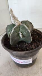 ASTROPHYTUM MYRIOSTIGMA "FUKURYU" Nº 1061 – vaso 15 - Imagem 8