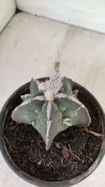 ASTROPHYTUM MYRIOSTIGMA "FUKURYU" Nº 1061 – vaso 15 - Imagem 7