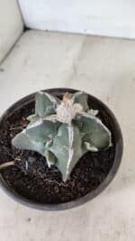 ASTROPHYTUM MYRIOSTIGMA "FUKURYU" Nº 1061 – vaso 15 - Imagem 6