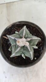 ASTROPHYTUM MYRIOSTIGMA "FUKURYU" Nº 1061 – vaso 15 - Imagem 3