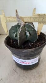ASTROPHYTUM MYRIOSTIGMA "FUKURYU" Nº 1061 – vaso 15 - Imagem 4