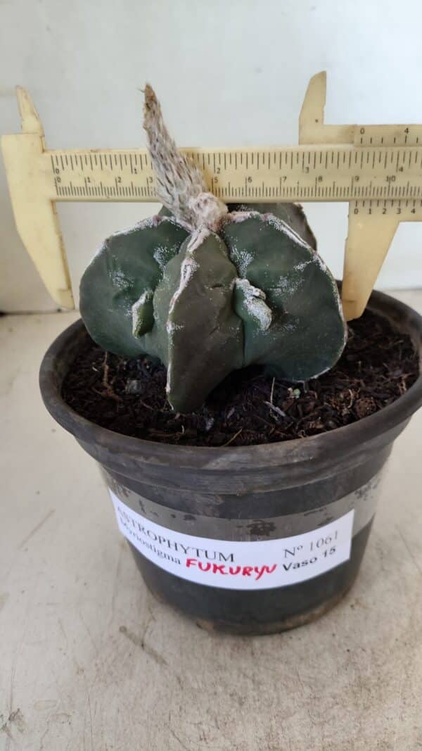 ASTROPHYTUM MYRIOSTIGMA "FUKURYU"  Nº 1061 – vaso 15 - Imagem 4