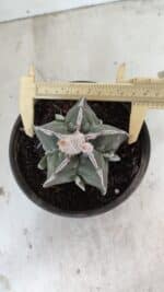 ASTROPHYTUM MYRIOSTIGMA "FUKURYU" Nº 1061 – vaso 15