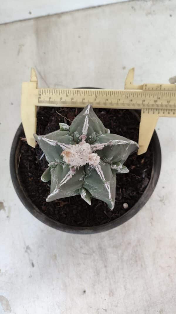 ASTROPHYTUM MYRIOSTIGMA "FUKURYU"  Nº 1061 – vaso 15 - Imagem 1