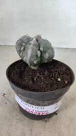 ASTROPHYTUM MYRIOSTIGMA "FUKURYU - 4 QUINAS" Nº 1064 – vaso 11 - Imagem 2
