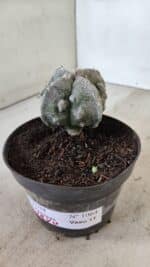 ASTROPHYTUM MYRIOSTIGMA "FUKURYU - 4 QUINAS" Nº 1064 – vaso 11 - Imagem 9