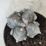 ASTROPHYTUM MYRIOSTIGMA "FUKURYU - 4 QUINAS"  Nº 1064 – vaso 11