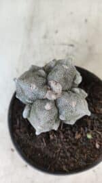 ASTROPHYTUM MYRIOSTIGMA "FUKURYU - 4 QUINAS" Nº 1064 – vaso 11