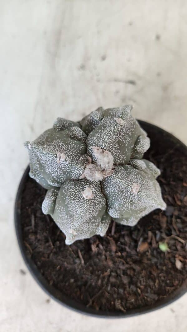 ASTROPHYTUM MYRIOSTIGMA "FUKURYU - 4 QUINAS"  Nº 1064 – vaso 11 - Imagem 1