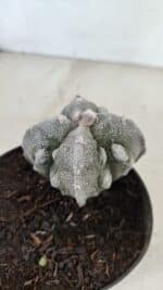 ASTROPHYTUM MYRIOSTIGMA "FUKURYU - 4 QUINAS" Nº 1064 – vaso 11 - Imagem 8